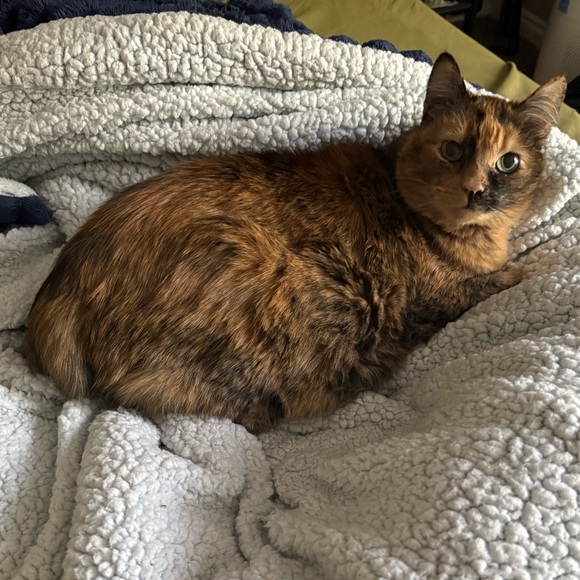 Meet your Posher, Mckayla - Picture 3 of 3